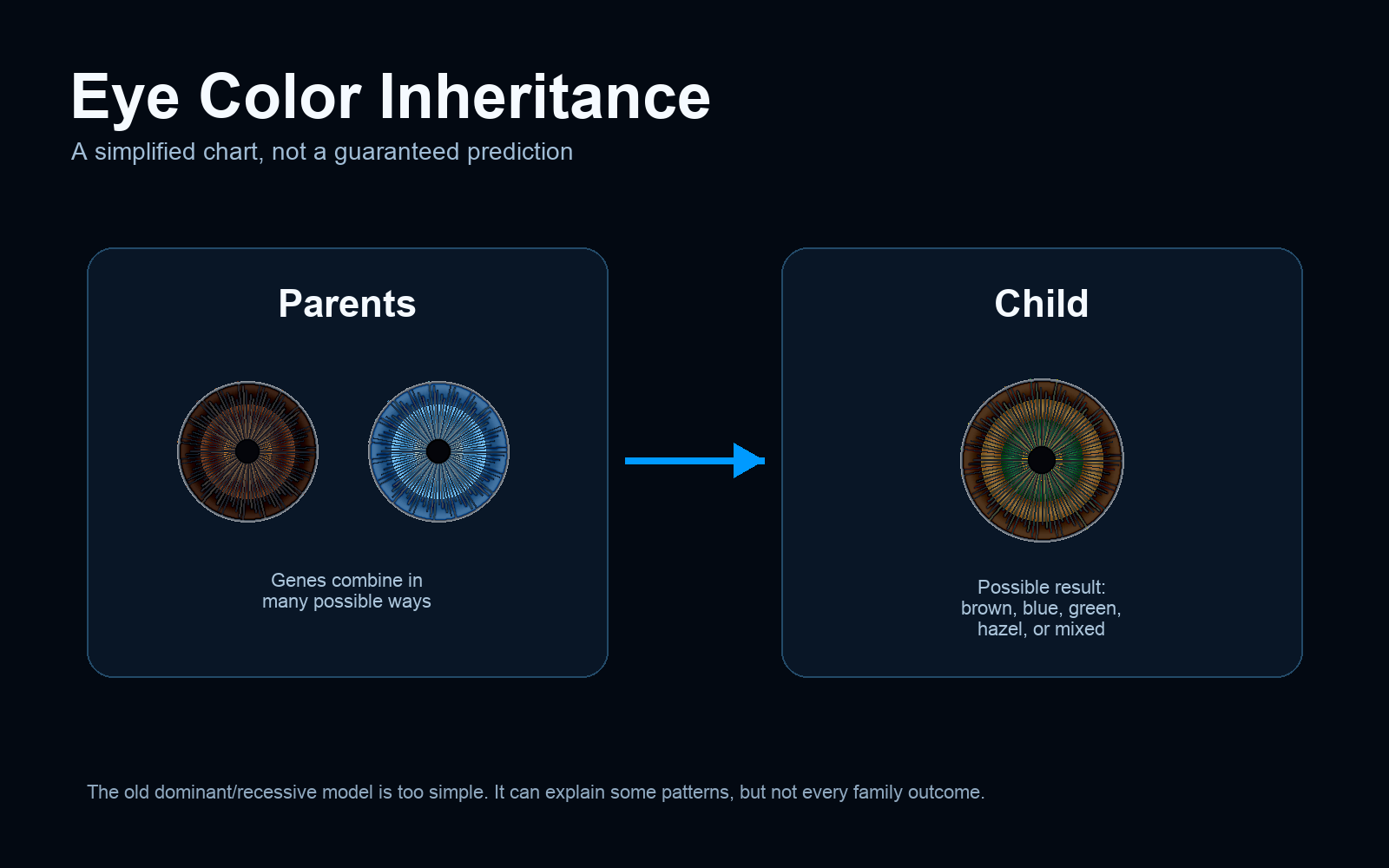 Simplified eye color inheritance chart showing parents and a possible mixed eye color result in a child