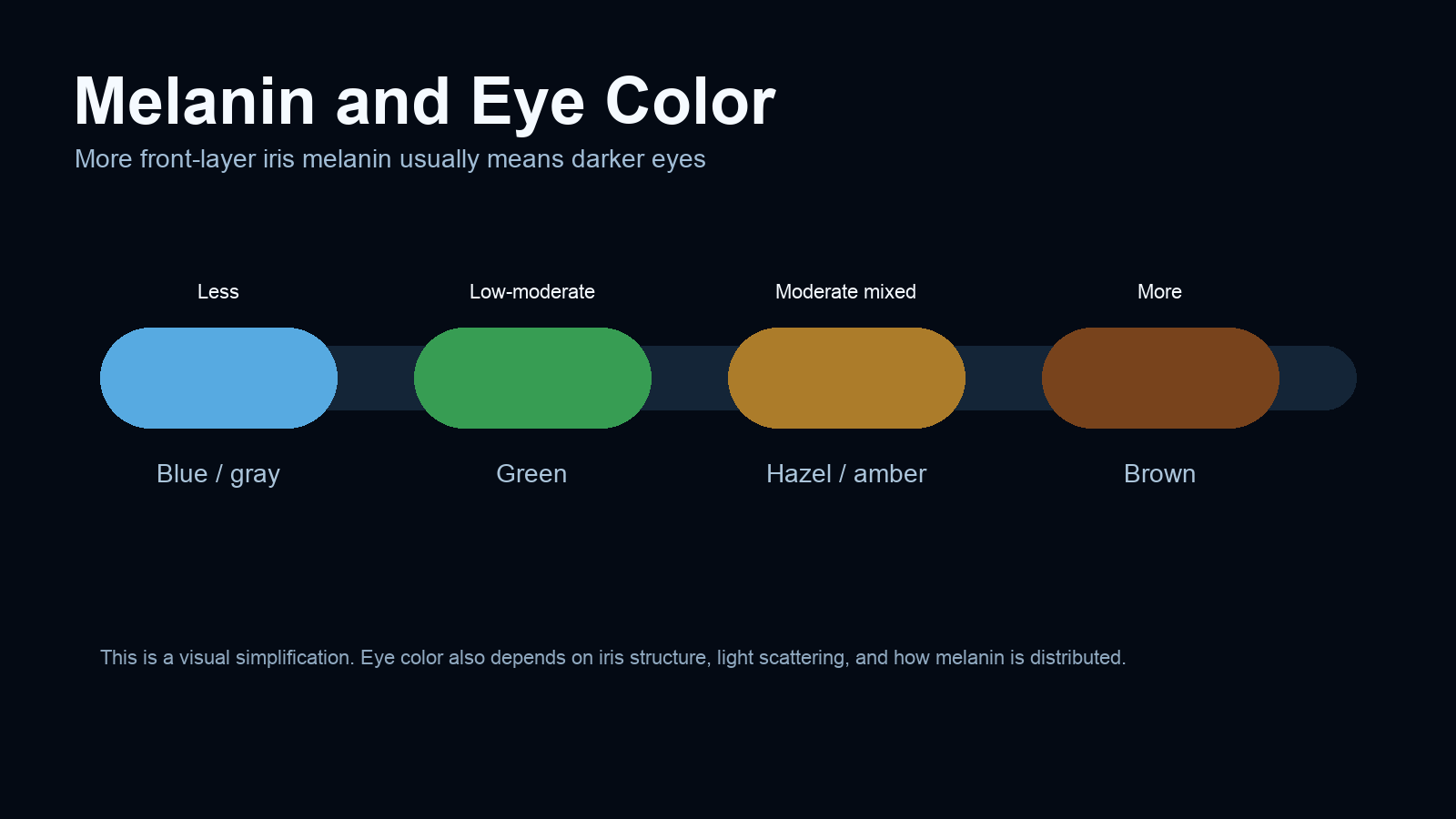 Melanin and eye color spectrum showing blue gray, green, hazel amber, and brown eyes
