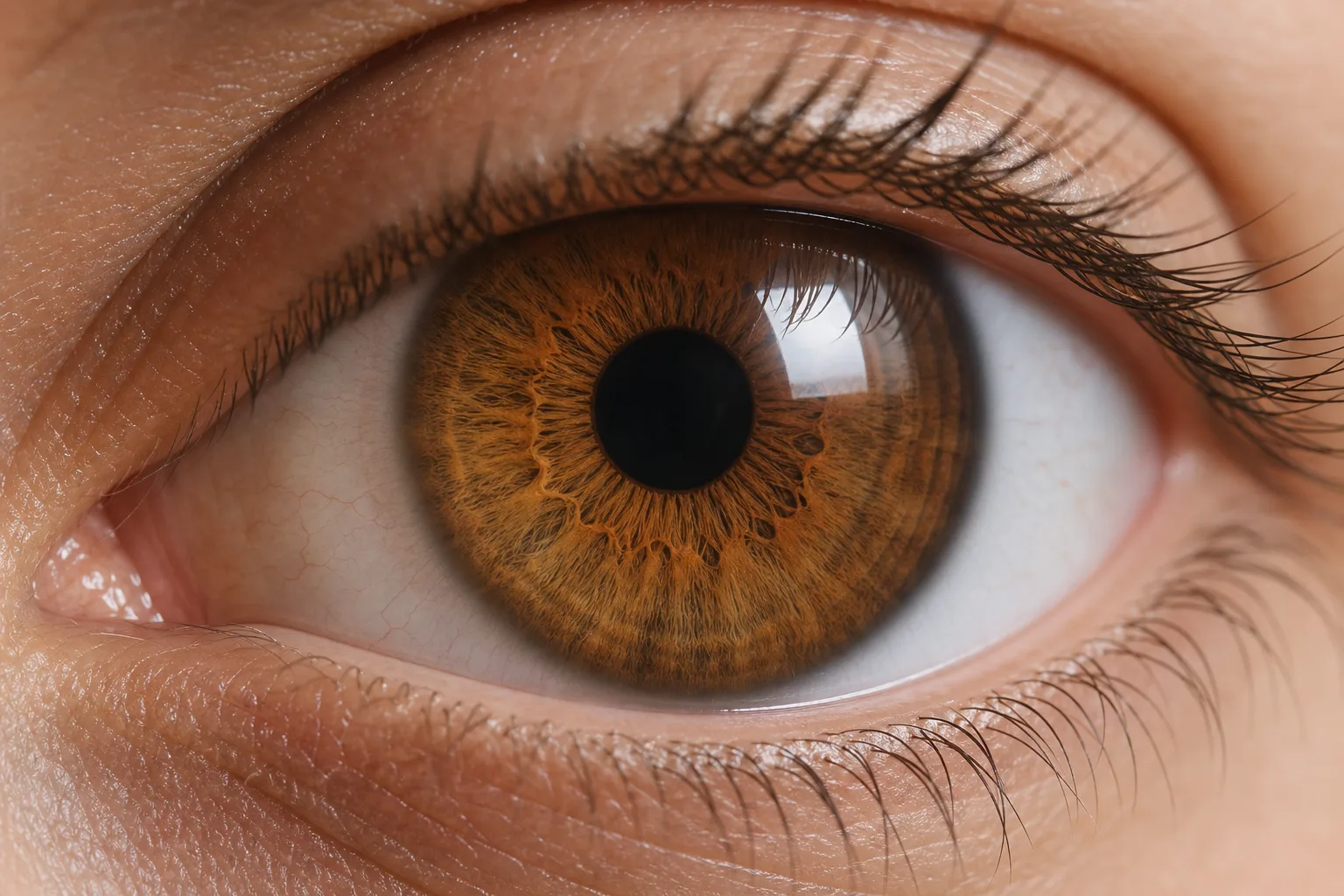 Close view of a warm amber-brown iris in neutral daylight.